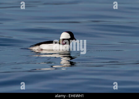 Le petit garrot canard (Bucephala albeola) mâle sur l'océan à Deep Bay, île de Vancouver, BC, Canada en mars Banque D'Images