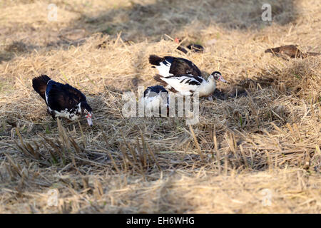 L'accent sur Duck dans la pelouse. Banque D'Images