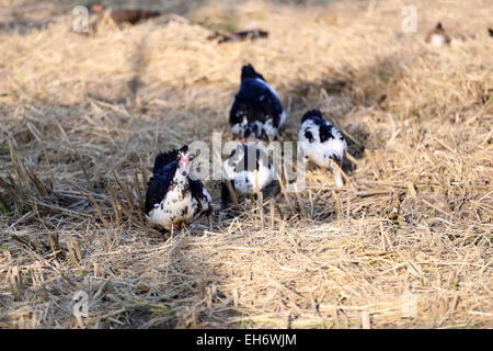 L'accent sur Duck dans la pelouse. Banque D'Images