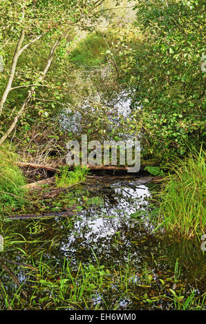 Boggy forêt rivière. Banque D'Images