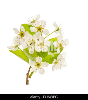 Fleurs de poirier. Fleurs de Printemps isolé sur fond blanc Banque D'Images