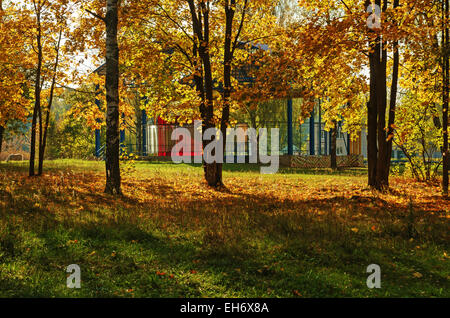 Automne érable avec le feuillage jaune et de scène pour des concerts en parc. Banque D'Images