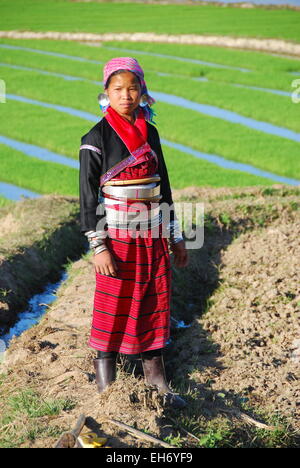 Femme Tribal en vêtements traditionnels colorés travaillant dans des rizières, village Palaung Banque D'Images