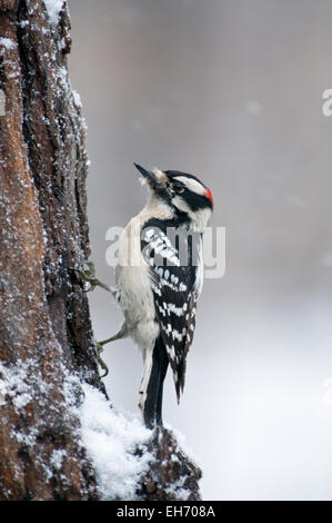 Le Pic mineur mâle en quête de nourriture sur le tronc de l'arbre couvert de neige Banque D'Images