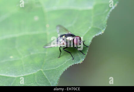 Les mouches sur une feuille verte. Banque D'Images