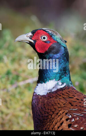 Faisan de Colchide Phasianus colchicus (mâle) dans la forêt, Highlands, Scotland, UK Banque D'Images