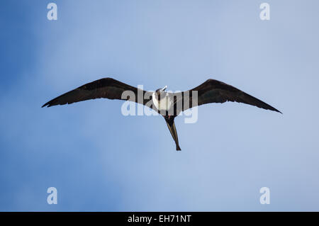 Femme Frégate superbe Fregata magnificens ou volant dans le ciel aux Bahamas Banque D'Images