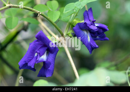 Fleurs de pois dans le jardin. Banque D'Images