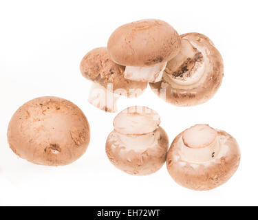 Champignons frais champignon brun sur un fond blanc Banque D'Images