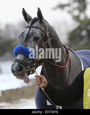 La Jamaïque, New York, USA. 7 mars, 2015. 7 mars 2015 : El Kabeir avec C.C. Lopez remporte la 63e marche de la classe III Gotham Stakes pour 3 ans, dépassant de 1 à 1/16 km hippodrome Aqueduct. Formateur : John Terranova. Propriétaire : Zayat d'équitation. Sue Kawczynski/ESW/CSM/Alamy Live News Banque D'Images