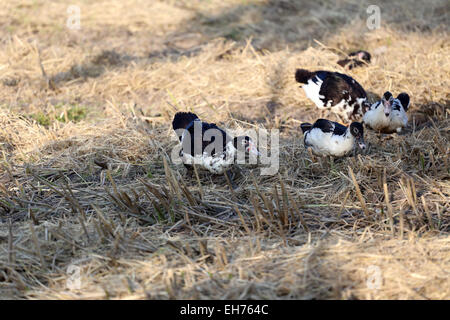 L'accent sur Duck dans la pelouse. Banque D'Images