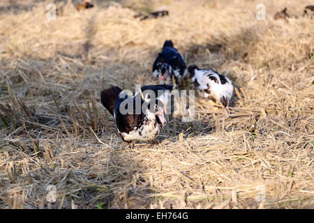 L'accent sur Duck dans la pelouse. Banque D'Images