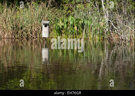 Canard branchu case suivante setup à bord de l'eau pour la gestion de la sauvagine en Floride USA Banque D'Images