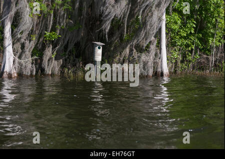 Canard branchu case suivante setup à bord de l'eau pour la gestion de la sauvagine en Floride USA Banque D'Images