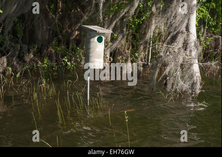 Canard branchu case suivante setup à bord de l'eau pour la gestion de la sauvagine en Floride USA Banque D'Images