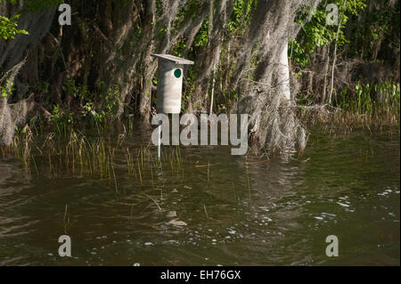 Canard branchu case suivante setup à bord de l'eau pour la gestion de la sauvagine en Floride USA Banque D'Images