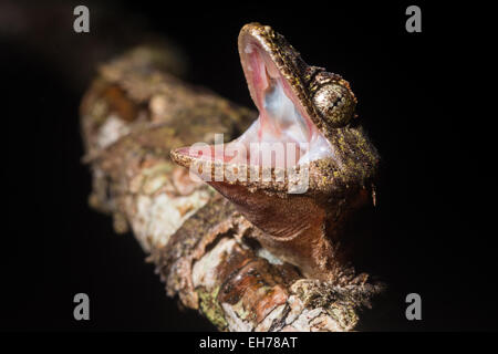Un parachute de kinabalu gecko (Ptychozoon rhacophorus) de la forêt de montagne du Parc National de Kinabalu. Banque D'Images