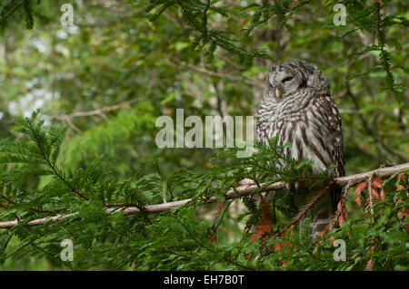 Sleepy La Chouette rayée, en plein jour, dans un arbre à feuilles persistantes, pris près de Shelton, Washington USA. Banque D'Images