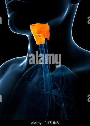 Les droits de l'anatomie du larynx, illustration Banque D'Images