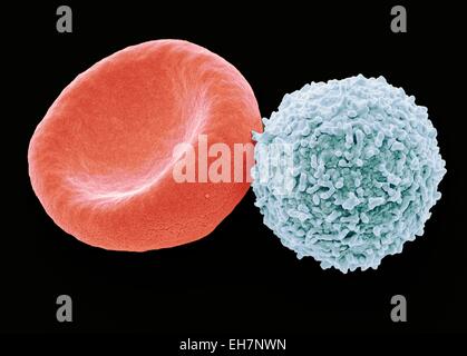 Les cellules de sang, SEM Banque D'Images