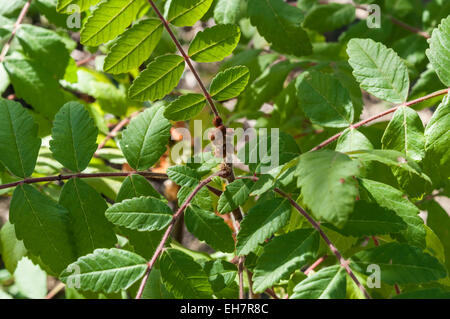 Feuilles et fruits de l'Orme, à feuilles de sumac Rhus coriaria Banque D'Images