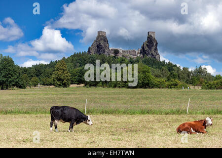 République tchèque - stronghold Trosky dans Cesky raj (le Paradis tchèque) avec des vaches Banque D'Images