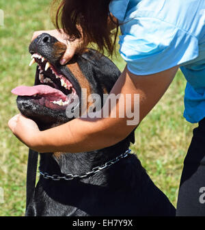 Examen des dents d'un jeune chien rottweiler Banque D'Images