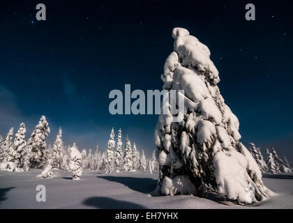 Pins couverts de neige en Laponie finlandaise Banque D'Images