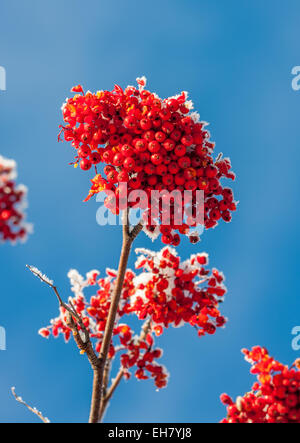 Rowan dans l'hiver. Banque D'Images