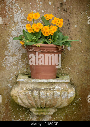 Fleurs jaune Primevère en terre cuite pot sur pot en pierre ouvragée stand Banque D'Images