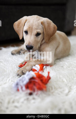 Yellow Labrador Retriever chiot âgé de 9 semaines à explorer sa nouvelle maison Banque D'Images