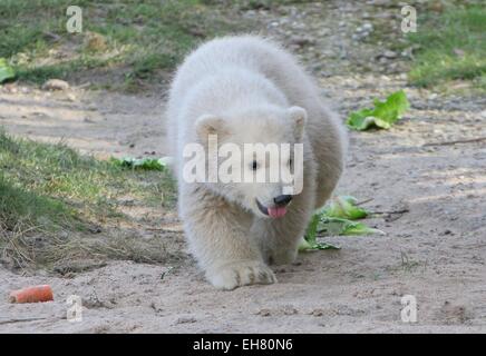 Cub de l'ours polaire (Ursus maritimus), trois mois au Zoo de Blijdorp de Rotterdam, aux Pays-Bas, la marche avec la langue hors de la bouche Banque D'Images