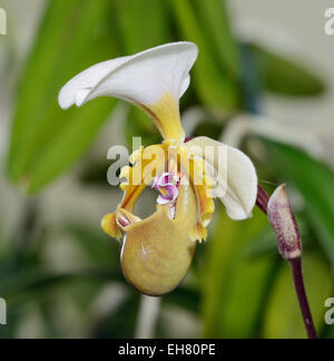 Spicer Paphiopedilum Paphiopedilum spicerianum - Orchidée de l'Inde et Chine Banque D'Images