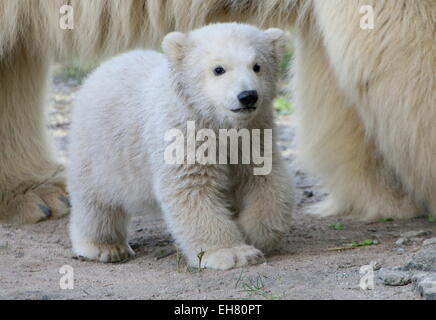 Cub de l'ours polaire (Ursus maritimus), l'âge de trois mois sa mère en plus de marche Banque D'Images