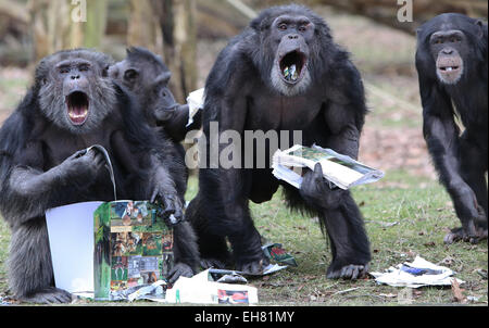 Avec leur nez dans les livres, les chimpanzés du Zoo Burger à Arnhem, Pays-Bas a commencé vendredi 6-3-2015 leur propre livre fête. Le matériel de lecture avec beaucoup d'images ont été littéralement dévorés. La principale raison est que les gardiens du zoo zoo d'Arnhem mettre le miel avec des semences entre les pages. Visible avec plaisir les singes ont pris leur langue sur les images d'eux-mêmes et leurs collègues des animaux dans le grand livre du bestiaire Zoo Burger. Le zoo a présenté les livres pour les grands singes en raison de la Semaine du livre néerlandais, qui commence officiellement samedi. En outre, la fourniture de nourriture sur un large chemin o Banque D'Images