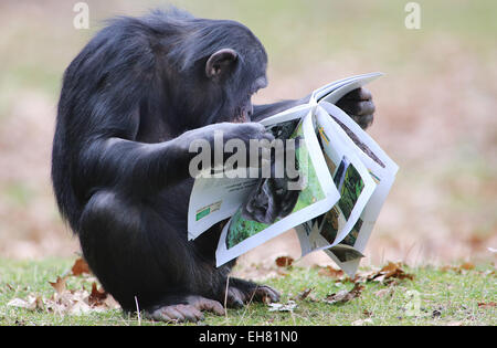 Avec leur nez dans les livres, les chimpanzés du Zoo Burger à Arnhem, Pays-Bas a commencé vendredi 6-3-2015 leur propre livre fête. Le matériel de lecture avec beaucoup d'images ont été littéralement dévorés. La principale raison est que les gardiens du zoo zoo d'Arnhem mettre le miel avec des semences entre les pages. Visible avec plaisir les singes ont pris leur langue sur les images d'eux-mêmes et leurs collègues des animaux dans le grand livre du bestiaire Zoo Burger. Le zoo a présenté les livres pour les grands singes en raison de la Semaine du livre néerlandais, qui commence officiellement samedi. En outre, la fourniture de nourriture sur un large chemin o Banque D'Images