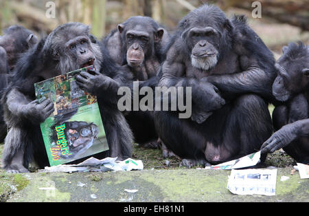 Avec leur nez dans les livres, les chimpanzés du Zoo Burger à Arnhem, Pays-Bas a commencé vendredi 6-3-2015 leur propre livre fête. Le matériel de lecture avec beaucoup d'images ont été littéralement dévorés. La principale raison est que les gardiens du zoo zoo d'Arnhem mettre le miel avec des semences entre les pages. Visible avec plaisir les singes ont pris leur langue sur les images d'eux-mêmes et leurs collègues des animaux dans le grand livre du bestiaire Zoo Burger. Le zoo a présenté les livres pour les grands singes en raison de la Semaine du livre néerlandais, qui commence officiellement samedi. En outre, la fourniture de nourriture sur un large chemin o Banque D'Images