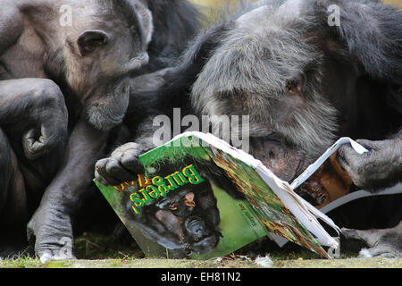 Avec leur nez dans les livres, les chimpanzés du Zoo Burger à Arnhem, Pays-Bas a commencé vendredi 6-3-2015 leur propre livre fête. Le matériel de lecture avec beaucoup d'images ont été littéralement dévorés. La principale raison est que les gardiens du zoo zoo d'Arnhem mettre le miel avec des semences entre les pages. Visible avec plaisir les singes ont pris leur langue sur les images d'eux-mêmes et leurs collègues des animaux dans le grand livre du bestiaire Zoo Burger. Le zoo a présenté les livres pour les grands singes en raison de la Semaine du livre néerlandais, qui commence officiellement samedi. En outre, la fourniture de nourriture sur un large chemin o Banque D'Images