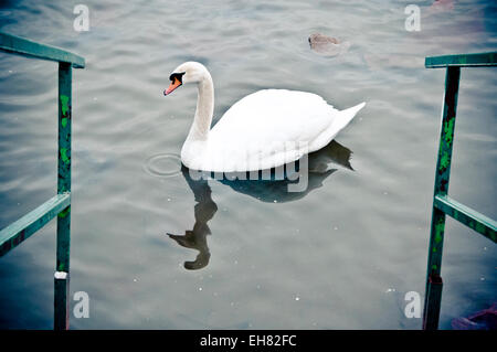 Cygne muet nageant dans un étang Banque D'Images