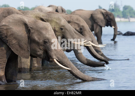 Les éléphants d'Afrique (Loxodonta africana) boire, Chobe National Park, Botswana, Africa