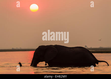 Au coucher du soleil de l'eléphant d'Afrique (Loxodonta africana), Chobe national park, Botswana, Africa Banque D'Images