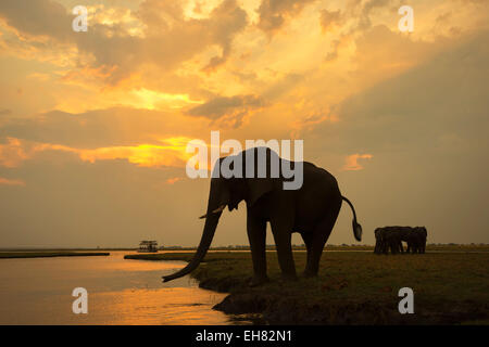 L'éléphant africain (Loxodonta africana) au crépuscule, Chobe National Park, Botswana, Africa