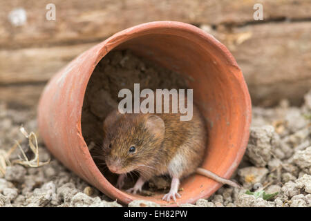 Campagnol roussâtre (Clethrionomys glareolus), Royaume-Uni, Europe Banque D'Images