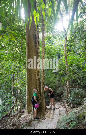 Parc National de Mu Koh Lanta, Ko Lanta (KOH), Thaïlande, Asie du Sud, Asie Banque D'Images