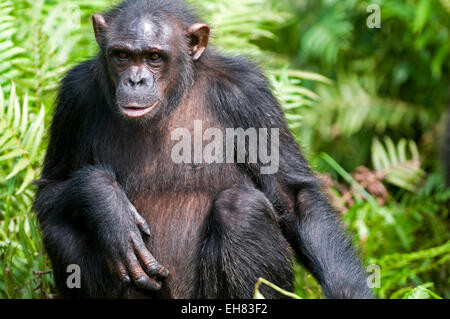 Réhabilité chimpanzé orphelin relâchés dans l'habitat naturel, le Parc de la Lekedi, Haut-Ogooue, Gabon, Afrique du Sud Banque D'Images