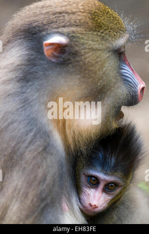 La progéniture femelle allaitant mandrill Mandrill (SPHINX), Parc de la Lekedi, Haut-Ogooue, Gabon, Afrique du Sud Banque D'Images