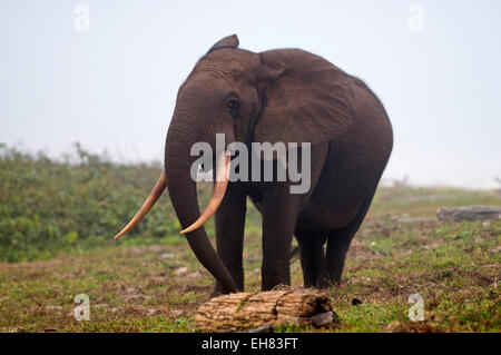 L'éléphant de forêt d'Afrique bull la marche sur la plage, Sette-Cama, près de Parc National de Loango, Ogooue-Maritime, Gabon, Afrique du Sud Banque D'Images