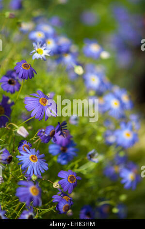 Brachyscome iberidifolia Blue Swan River (Daisy) en close up. Une plante buissonnante, colorée de fleurs annuelles. Banque D'Images