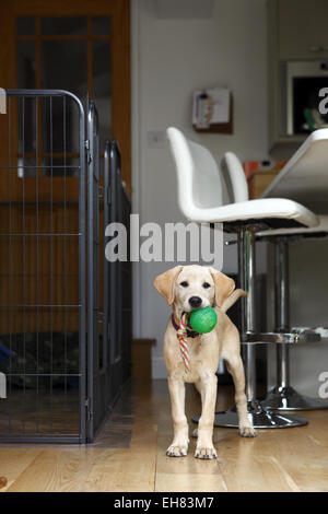 Yellow Labrador Retriever chiot de 12 semaines Playing with ball sur corde chew toy Banque D'Images