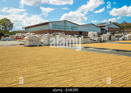 Usine de café avec des sacs et des haricots séchant au soleil, dans une région de plus en plus important dans le nord-ouest, Condega, Nicaragua Banque D'Images